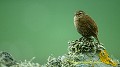 J-J. POIRAULT faune oiseaux passereaux troglodytidés adultes profils seul poses roches lichens murs portraits iles archipels sumburgh shetland ecosse royaume unis 