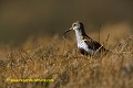 Loïc VAISSIERE faune oiseaux scolopacidés adultes profil seul poses sols tourbieres nourriture habitat ile archipel unst shetland ecosse royaume unis 