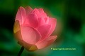 J-J. POIRAULT nelumbonaceae flower pink botanical garden flora aquatic europe france india 