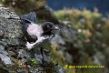 Loïc VAISSIERE faune oiseaux corvides immatures profils seul poses roches portraits vent iles archipels mainland shetland ecosse royaume unis 