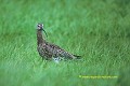 Loïc VAISSIERE faune oiseaux scolopacidés adultes seul poses sols herbes pres champs verts iles archipels mainland shetland ecosse royaume unis 