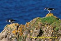 Loïc VAISSIERE faune oiseaux limicoles haematopotides adultes profils couple poses roches surveillances habitat iles archipels unst shetland ecosse royaume unis 