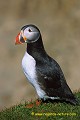 Loïc VAISSIERE faune oiseaux mers oceans atlantique nord alcides adultes profils seul poses portraits iles archipels unst shetland ecosse royaume unis 