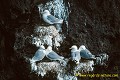 Loïc VAISSIERE faune oiseaux mers oceans atlantique nord larides adultes colonies groupes falaises nidifications habitat iles archipels mainland shetland ecosse royaume unis 