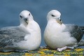 Loïc VAISSIERE faune oiseaux mers oceans atlantique nord procellariides adultes couches portraits iles archipels noss shetland ecosse royaume unis 