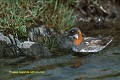 Loïc VAISSIERE faune oiseaux scolopacides adultes femelles profils marcher eaux lacs nourritures iles archipels fetlar shetland ecosse royaume unis 