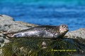 Loïc VAISSIERE faune mammiferes mers oceans atlantique nord adultes profils couches algues reposoirs iles archipels mainland shetland ecosse royaume unis 