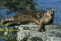 Loïc VAISSIERE faune mammiferes mers oceans atlantique nord adultes profils couches algues reposoirs iles archipels mainland shetland ecosse royaume unis 