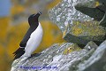 Loïc VAISSIERE faune oiseaux mers oceans atlantique nord alcides adultes profils poses habitat iles archipels noss shetland ecosse royaume unis 