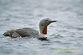 Loïc VAISSIERE faune oiseaux gaviides adultes profils nages nager eaux lacs portraits iles archipels fetlar shetland ecosse royaume unis 