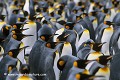 Loïc VAISSIERE oiseaux spheniscides faune adultes groupes royal iles archipels malouines falkland royaume uni amerique oceans atlantique sud 