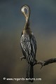 Loic VAISSIERE faune arbres morts nettoyages plumes poses branches dos adultes portraits seul solitaires oiseaux marais anhingides keoladeo park bharatpur rajasthan inde asie 
