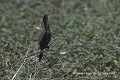 Loic VAISSIERE faune arbres surveillances poses branches profils adultes seul solitaires oiseaux marais phalocrocoracides keoladeo park bharatpur rajasthan inde asie 
