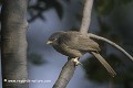 Loïc VAISSIERE faune arbres surveillances poses branches profils adultes portraits oiseaux terrestres passereaux leiothrichides keoladeo park bharatpur rajasthan inde asie 
