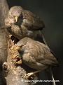 Loïc VAISSIERE faune arbres surveillances poses branches profils faces adultes portraits couples oiseaux terrestres passereaux leiothrichides keoladeo park bharatpur rajasthan inde asie 