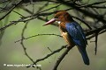 Loïc VAISSIERE faune arbres forets surveillances poses branches profils adultes portraits seul solitaires oiseaux terrestres alcedinides keoladeo park bharatpur rajasthan inde asie 