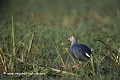 Loïc VAISSIERE faune herbes poses sols profils adultes portraits seul solitaires marais oiseaux rallides keoladeo park bharatpur rajasthan inde asie 