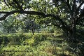 Loïc VAISSIERE paysages arbres buissons forets habitats verts jaunes keoladeo park rajasthan inde asie 