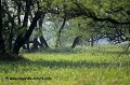 Loïc VAISSIERE paysages marecages arbres habitats verts keoladeo park rajasthan inde asie 