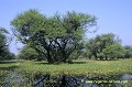 Loïc VAISSIERE paysages marecages soleil arbres habitats verts keoladeo park rajasthan inde asie 