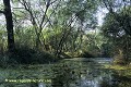 Loïc VAISSIERE paysages rivieres habitats lumieres verts jaunes arbres buissons herbes forets sous bois ombres keoladeo park rajasthan inde asie 