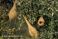 Loïc VAISSIERE ploceus habitats campagnes arbres passereaux keoladeo park rajasthan inde asie 