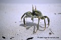 Loïc VAISSIERE faune crustaces poses plages seul solitaires portraits mers rivages littoral littoraux oceans indien mers iles archipels seychelles afrique 