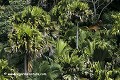 Loïc VAISSIERE paysages mers vegetation vertes forets palmiers cocos fesses oceans indien iles archipels seychelles afrique 