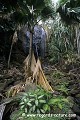 Loïc VAISSIERE paysages mers vegetation vertes forets jeunes palmiers cocos fesses oceans indien iles archipels seychelles afrique 