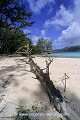 Loïc VAISSIERE paysages mers vegetation vertes ciels bleus nuages arbres morts sables blancs matins plages rivages littoral littoraux oceans indien iles archipels seychelles afrique 