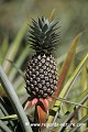 Loïc VAISSIERE plantes bromeliacees fruits champs oceans indien mers iles archipels seychelles afrique 