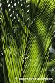 Loïc VAISSIERE plantes arecacees endemiques vegetation arbres palmiers soleil fesses oceans indien iles archipels forets vallees mai praslin seychelles afrique 