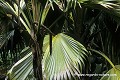 Loïc VAISSIERE plantes arecacees endemiques vegetation arbres palmiers fesses oceans indien iles archipels forets vallees mai praslin seychelles afrique 