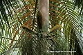 Loïc VAISSIERE plantes arecacees endemiques vegetation arbres oceans indien mers iles archipels forets vallees mai praslin seychelles afrique 