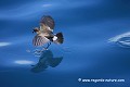 Loïc VAISSIERE faune oiseaux hydrobatides nourritures profils debout eaux adultes seul solitaires mers punta albemarle isabela archipel galapagos equateur amerique sud oceans pacifique 