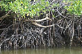 Loïc VAISSIERE littoral littoraux plantes mangroves rhizophora eaux iles archipels galapagos equateur amerique sud oceans pacifique 
